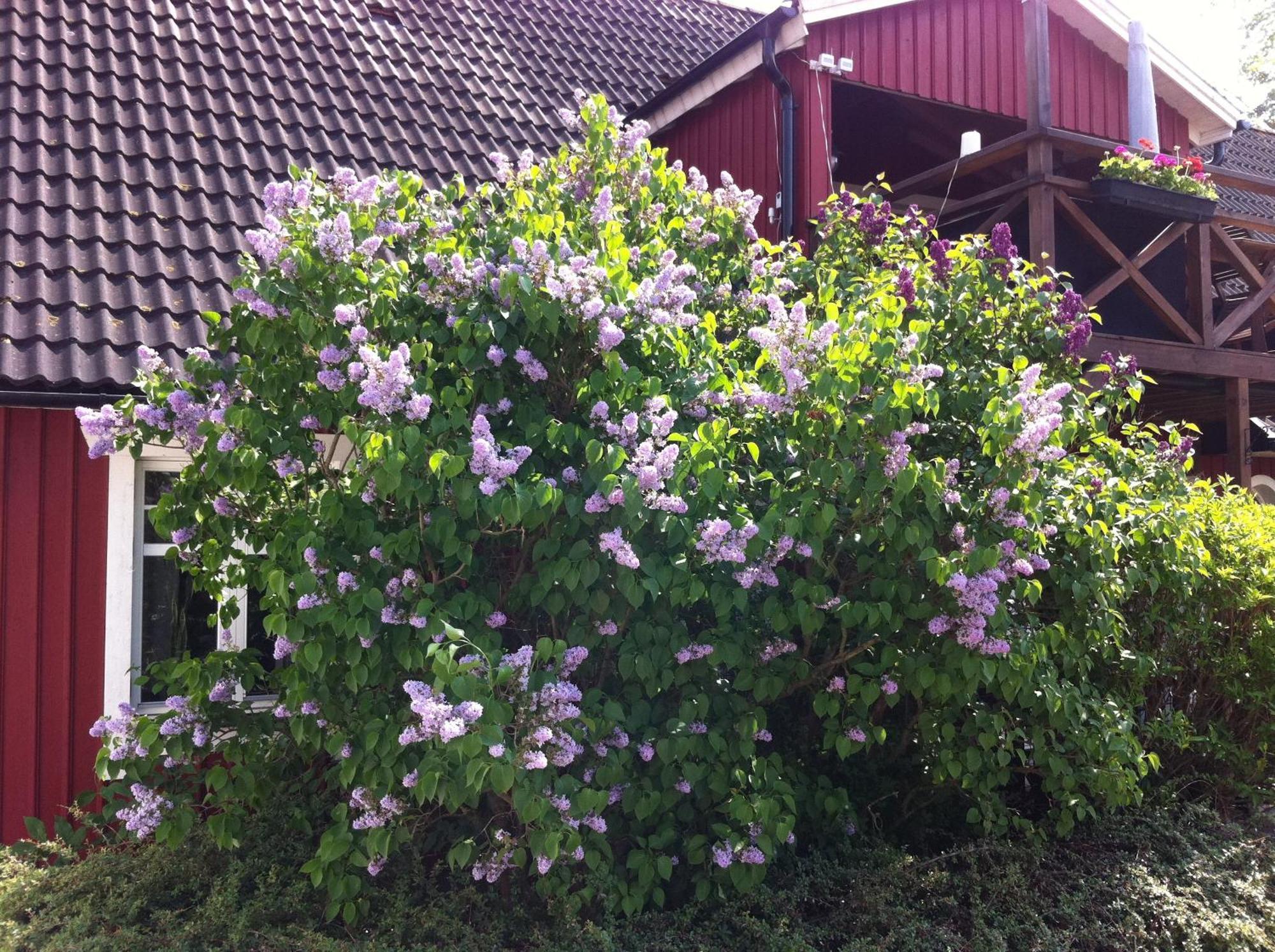 Mattisgården Bed&Breakfast Östra Ljungby Exteriör bild
